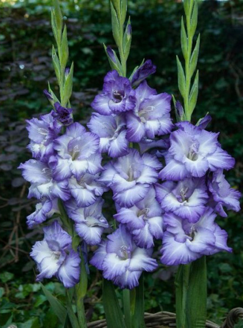 Луковица Гладиолуса Трайтон