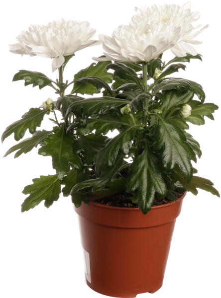 Рослина кімнатна Хризантема 14/45 Зембла