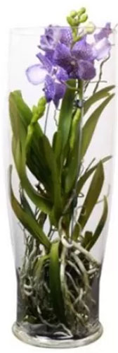 Рослина ванда Cilindervaas в асортименті 30 см