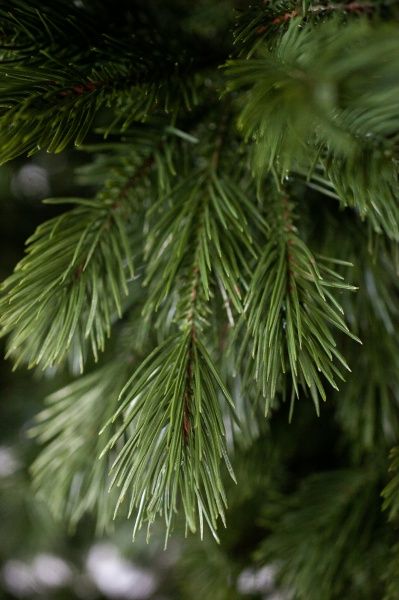 Елка искусственная Лана-210 литая хвоя зеленый 