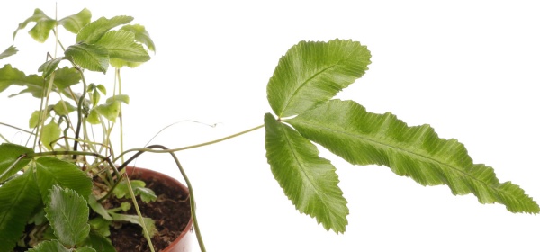 Растение комнатное Папоротная микс 8/20