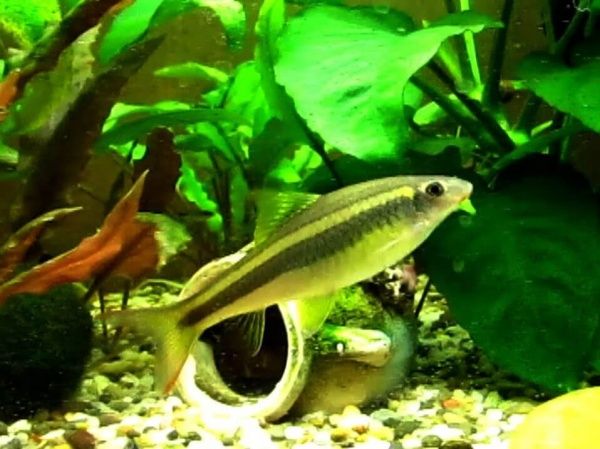 Рыбка Сиамский Водорослеед 3-5 см