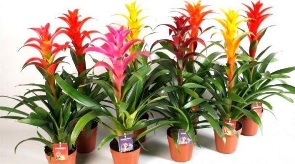 Растение Гузмания сантайм 12х55 см