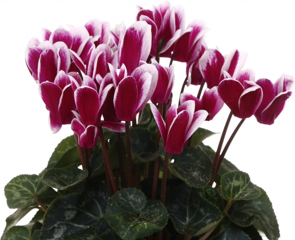 Растение комнатное Цикламен микс d10/h20