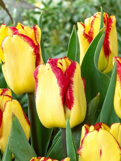 Луковица тюльпана простого позднего Кейп Таун 3 шт. 