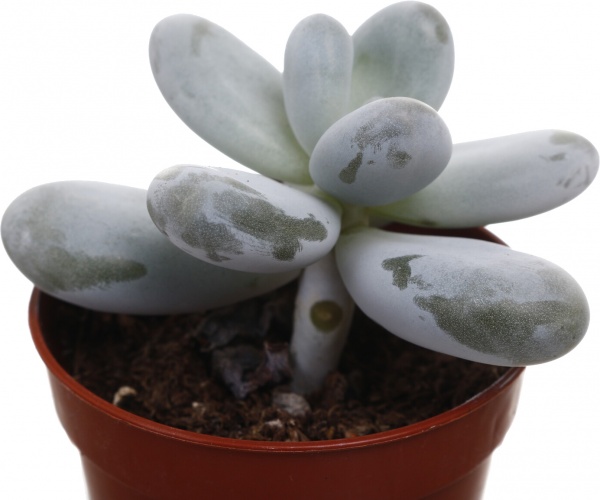 Рослина кімнатна Пахифітум 6х8 см