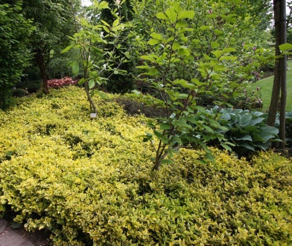 Растение Бересклет / Euonymus fort.Emerald`n Gold Р14