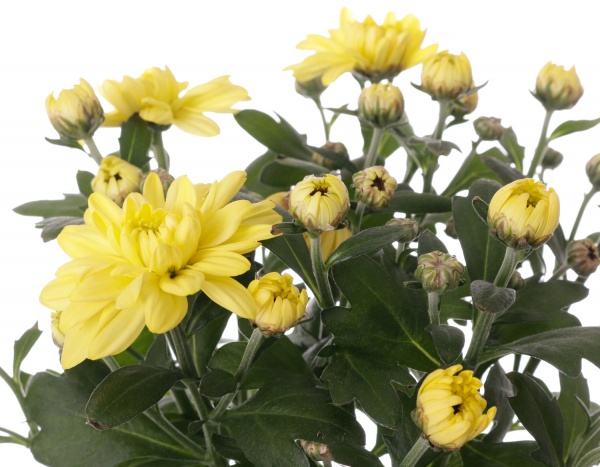 Растение комнатное Хризантема 12/25 микс