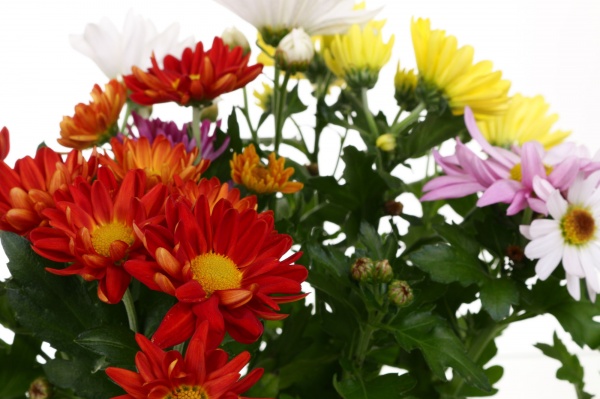 Растение Хризантема Рок энд ролл микс в горшке d14/h25