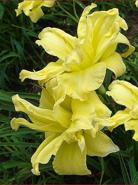 Корневище лилейника Дабл Ривер Вай 1 шт. 