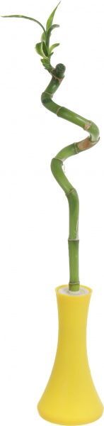 Растение Лаки бамбук спираль 6/30