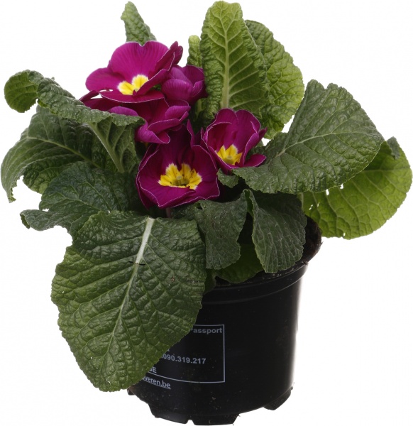 Растение комнатное Примула Acaulis 10/15