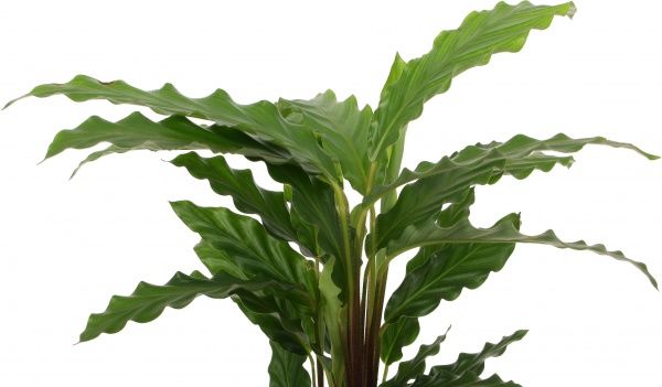 Рослина Калатея мікс 12х40 см