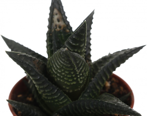 Рослина кімнатна Хавортія мікс 6х10 см