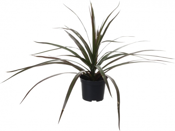 Рослина кімнатна Драцена біколор 9/30