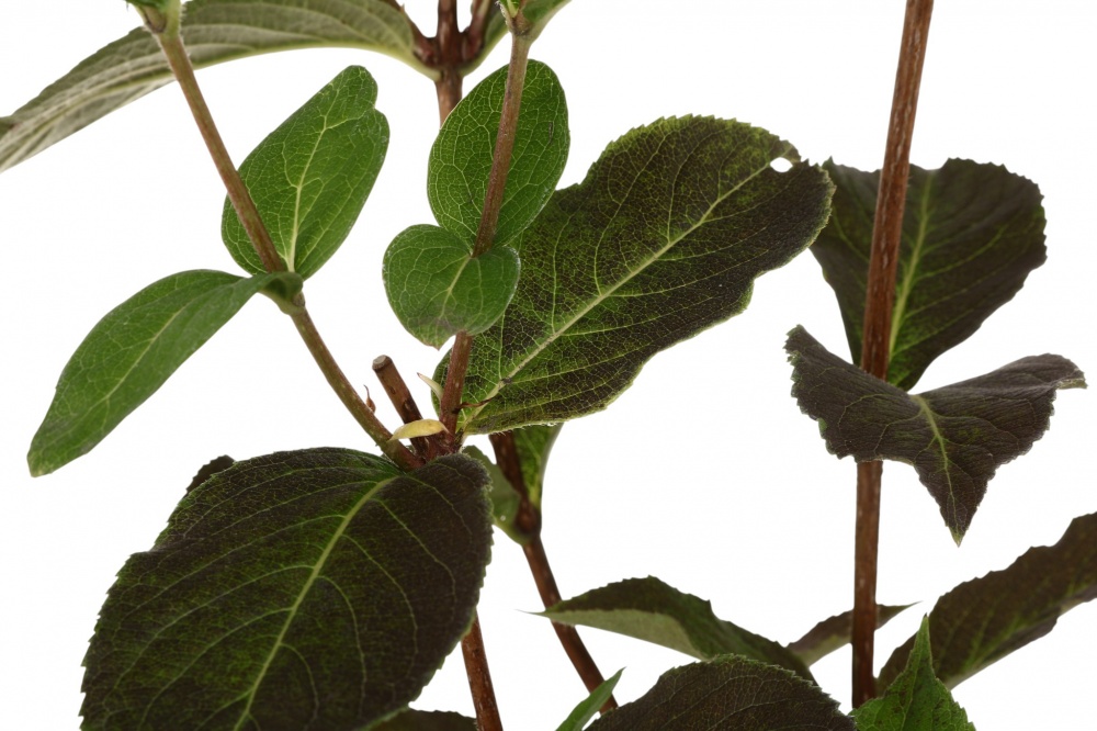 Саженец Вейгела (3 л)