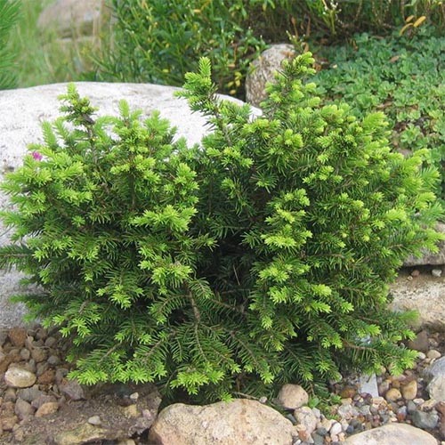 Растение Ель Карел d15/h30