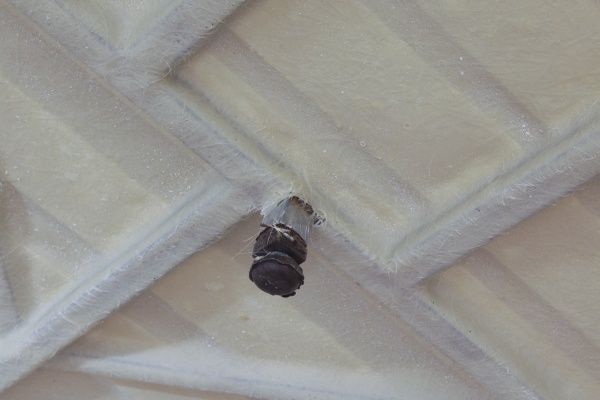 Поддон душевой ScandiSPA EDDA полукруглый 900х900х150 мм