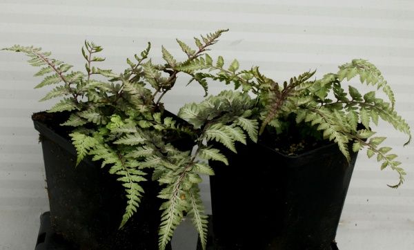 Растение декоративное Лотос К Кочедыжник японский 