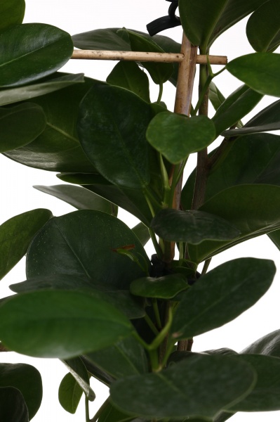 Растение Фикус 19/85 рек