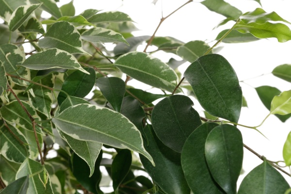 Рослина кімнатна Фікус бенжаміна мікс 27/150