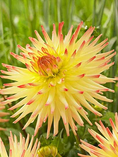 Корнеклубень георгины кактусовой Спассмахер 1 шт. 