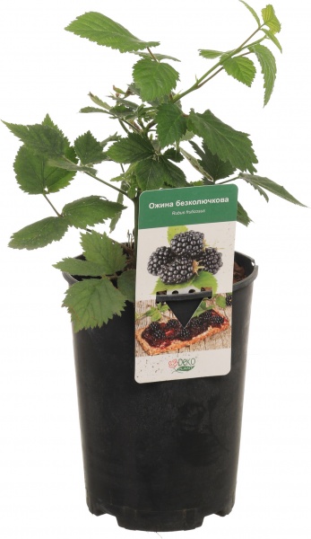 Саженец Декоплант Саженец ежевики (3 л)