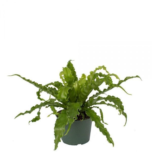 Рослина декоративна Кочедижнік жіночий 'Victoriae' (Athyriumfilix-femina 'Victoriae')