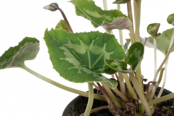 Растение цикламен d12