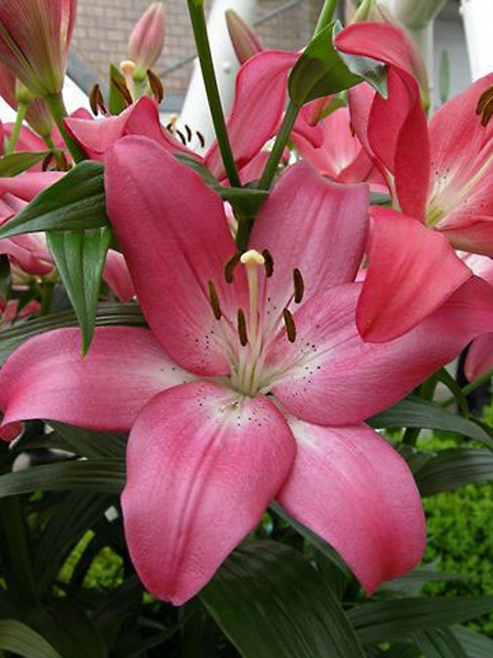 Луковица лилии ЛА Арбатакс 1 шт. 