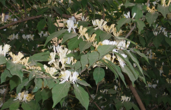 Растение Жимолость Мааки/Lonicera maackii С3/Н 40-50