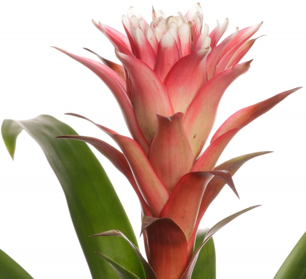 Растение комнатное Гузмания 12/55 сортовая