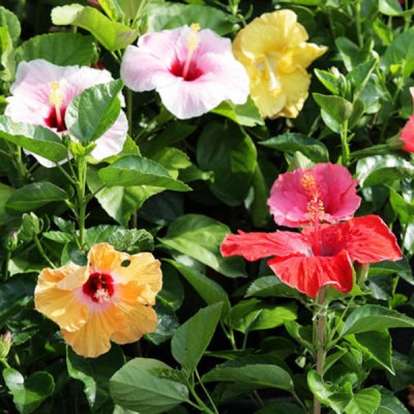 Растение Гибискус микс d15/h40