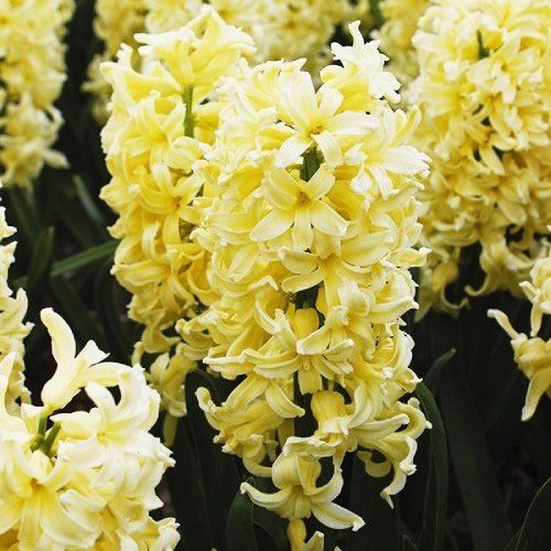 Цибулина Яскрава City of Haarlem 2 шт. 