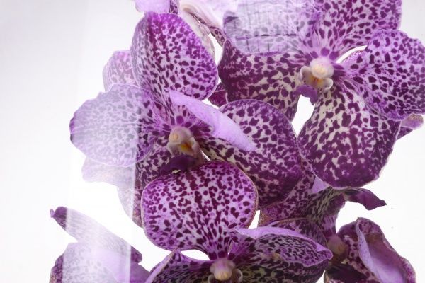 Растение комнатное Ванда Сhampagne микс 27x60 см