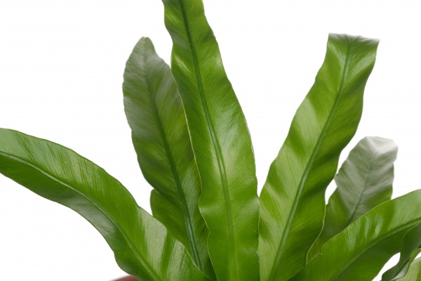 Растение асплениум антикум 12/30