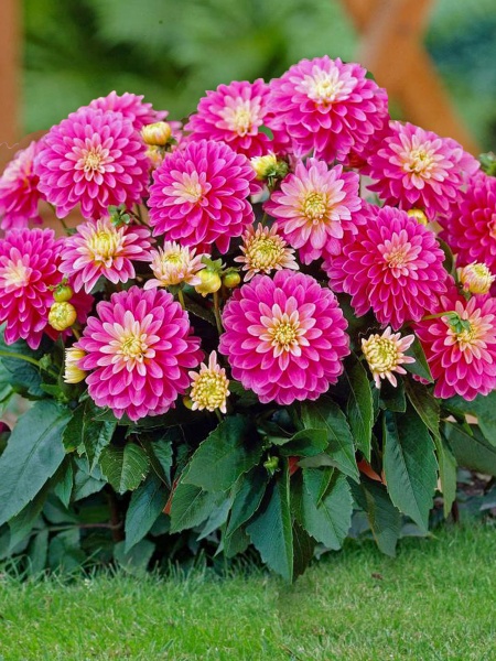 Коренебульба жоржини декоративної Рембрант 1 шт. 