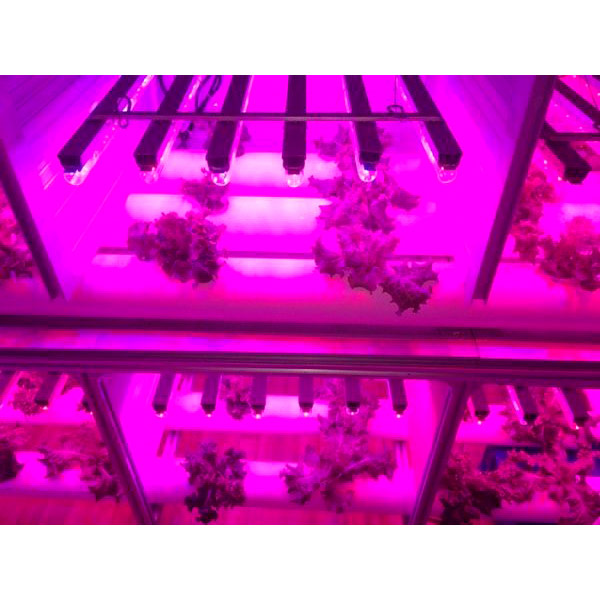 Світильник лінійний Jazzway Agro T8i-1200 15 Вт холодний 5000766 