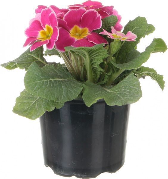 Растение комнатное Примула вульгарис d11