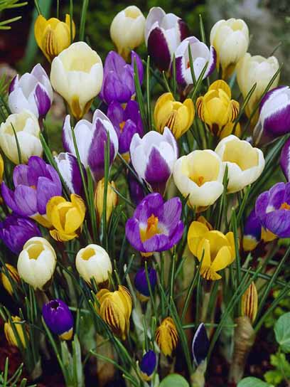 Клубнелуковица крокуса ботанического смесь 5 шт. 