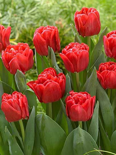 Луковица тюльпана махрового раннего Ред Фокстрот 3 шт. 