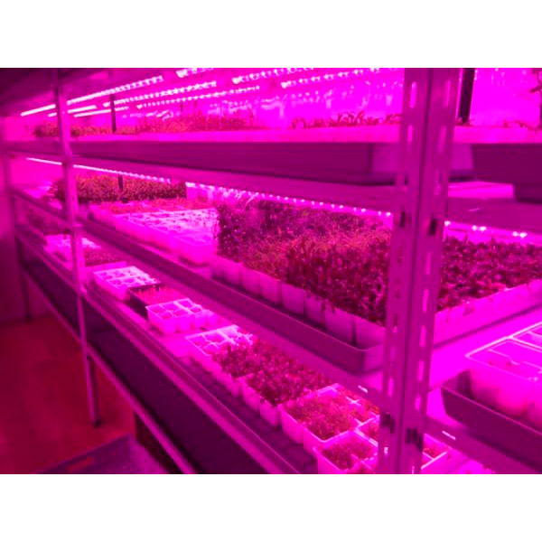 Світильник лінійний Jazzway Agro T8i-1200 15 Вт холодний 5000766 