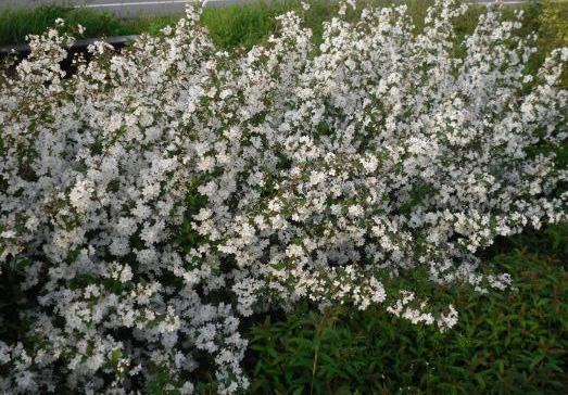 Растение Дейція рожева Кампанулата/ DEUTZIA ROSEA CAMPANULATA С3/ Н 60-80