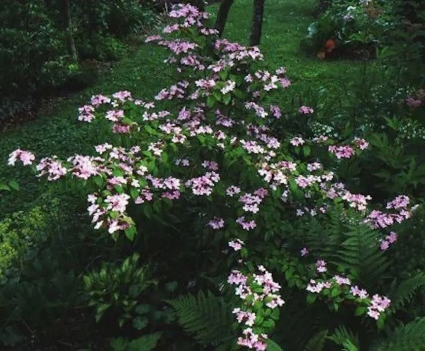 Растение Калина складчатая Пинк Бьюти / Viburnum plicatum 'Pink Beauty' С7,5/Н 60-80