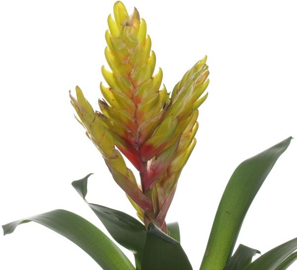 Растение Вриезия 12х50 см