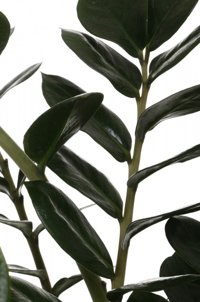 Рослина кімнатна Заміокулькас 31/100