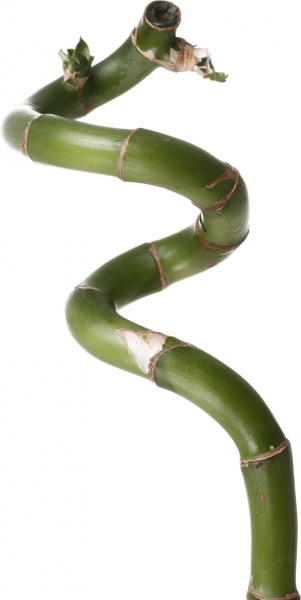 Рослина Бамбук 0/70 спіраль