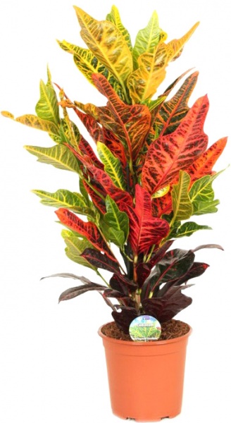 Рослина Кротон Екселент 17/65