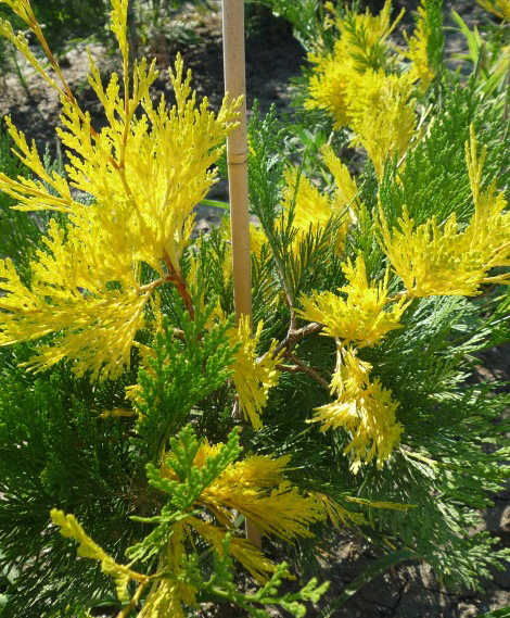 Растение Калокедр / Calocedrus decurrens Aureovariegata Pa 80-100