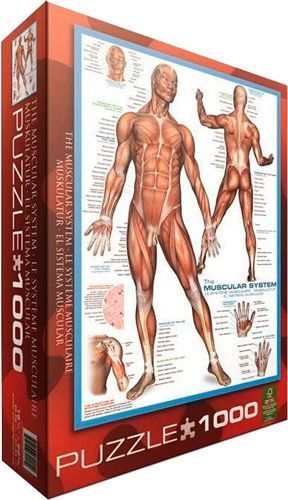 Пазл Eurographics Мышцы человека 6000-2015